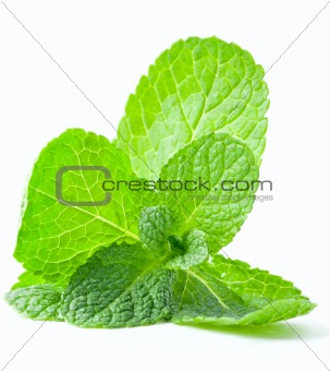 Mint leaf close up on a white background