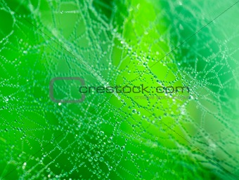 abstract green background close up