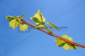 Young leaves of grapes