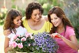 Senior Woman With Adult Daughter And Granddaughter Gardening Together