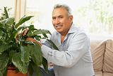 Senior Man At Home Looking After Houseplant