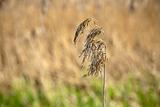 solitary spike dry grass