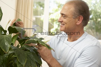 Senior Man At Home Looking After Houseplant