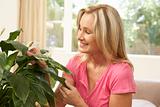 Woman At Home Looking After Houseplant