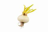 sprouting onion