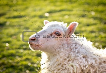 Beautiful sheep