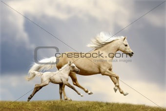 pony mare and foal