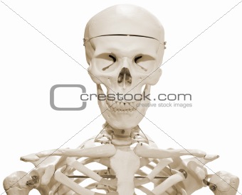 Skeleton Dummy
