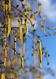 Spring birch catkins