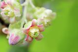 blossom of currant close-up
