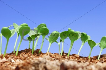 Small watermelon seedling against blue sky