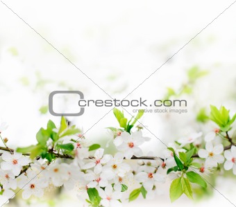 white spring flowers on a tree branch