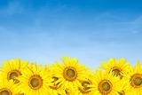 sunflowers over blue sky in summer