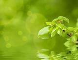 Green spring background with shallow focus and refflection