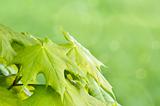 Green spring background with shallow focus