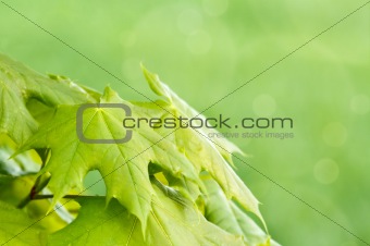 Green spring background with shallow focus