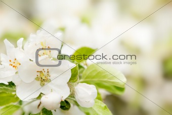 Blossoming flower in spring with very shallow focus
