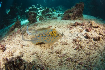 Blue-spotted stingray on the sea bed