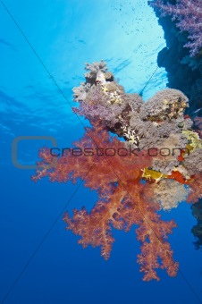 Soft coral on a tropical reef wall