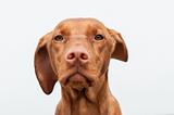 Serious Looking Hungarian Vizsla Dog Closeup