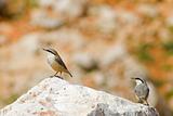 Western Rock Nuthatches