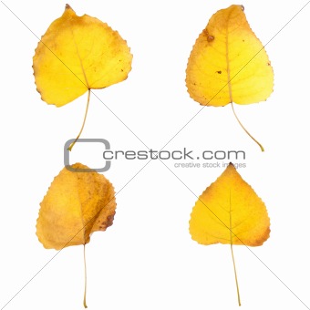 Four fall leaves