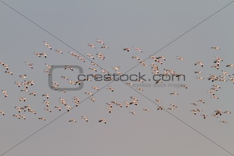 Flock of Avocets