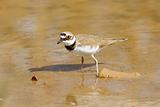 Little Ringed Plover Watching