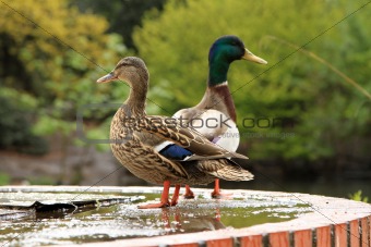 Mallards or wild ducks