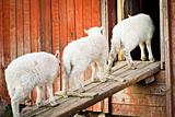 Three lambs in a row