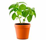 Basil Plant In A  Pot 