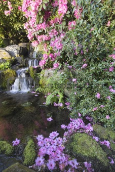 Rhododendron Flowers by Waterfall