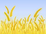 Yellow Wheat Field with Light Blue Sky. Vector Illustration