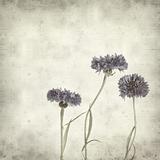 textured old paper background with cornflowers
