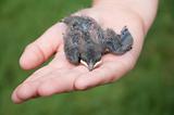 Nestling barn swallows in the hands of child