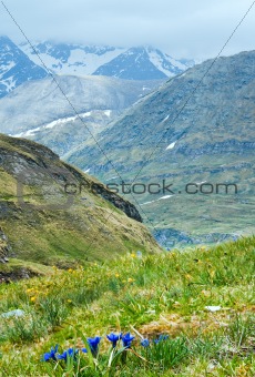 blue alpine flowers on summer mountainside