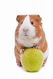 guinea pig with green apple