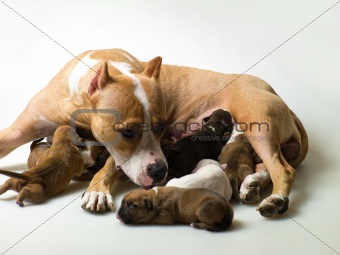 dog and a few little  puppies