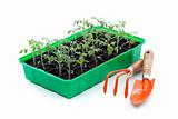 Seedlings and gardening utensils