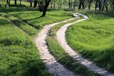 Beautiful forest road