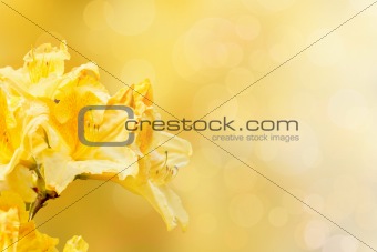 yellow rhododendron azalea with shallow focus and bokeh