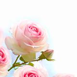 romantic pink roses flowers background