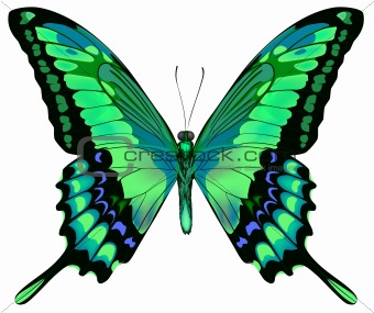Vector illustration of beautiful blue green butterfly  isolated 
