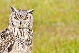 Siberian Eagle Owl or Bubo bubo sibericus