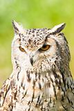 Siberian Eagle Owl or Bubo bubo sibericus