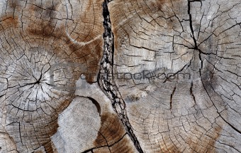  cross section of ancient hardwood tree