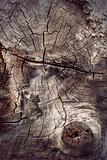 cross section of ancient hardwood tree