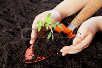 Child hands protecting seedling