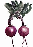 Watercolor illustration of red beets