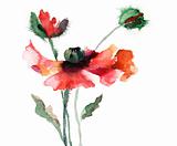 Watercolor illustration of  poppy flower
